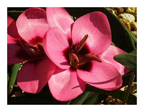 Hesperantha humilis - Hesperantha - 10 Samen von Exotic Plants