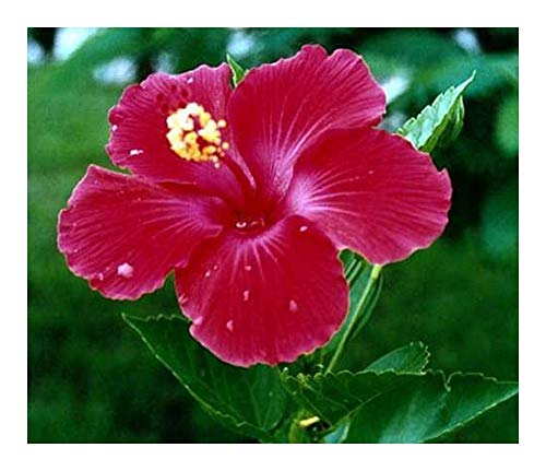 Hibiscus cannabinus - Hibiskus ? Kenaf - 10 Samen von Exotic Plants