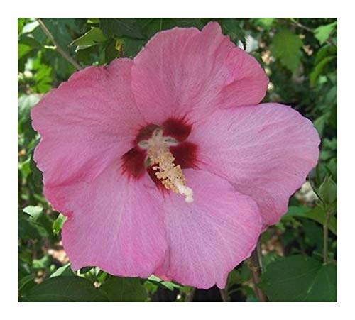 Hibiscus syriacus - Straucheibisch - 15 Samen von Exotic Plants