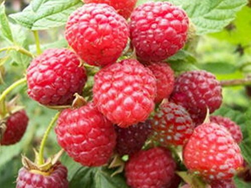 Himbeeren rot - Raspberry Red - 30 Samen von Exotic Plants