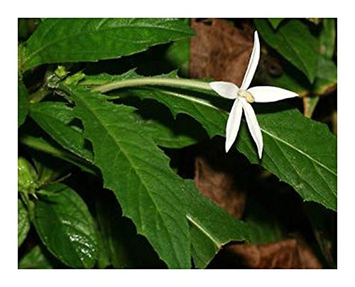 Hippobroma longiflora - Star of Bethlehem - 15 Samen von Exotic Plants