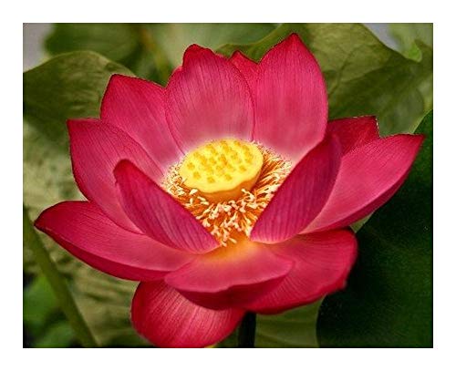 Indische Lotusblume rot - Nelumbo nucifera red - 3 Samen von Exotic Plants