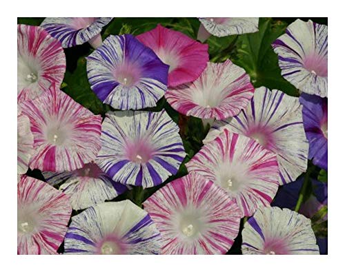 Ipomoea Purpurea Carnevale Di Venezia - Trichterwinde - Prunkwinde - 10 Samen Ipomoea Purpurea Carnevale Di Venezia - Trichterwinde - Prunkwinde - 10 Samen von Exotic Plants