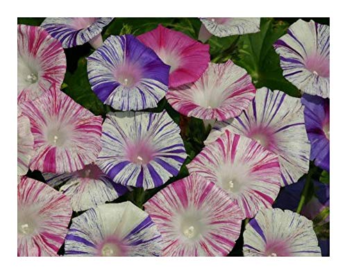 Ipomoea Purpurea Carnevale Di Venezia - Trichterwinde - Prunkwinde - 10 Samen von Exotic Plants