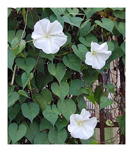 Ipomoea alba - Mondblume - weiße Trichterwinde - 10 Samen von Exotic Plants