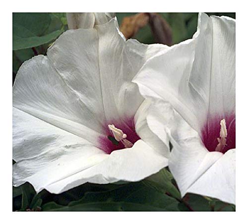 Ipomoea obscura var gracilis - obskure Prunkwinde - 10 Samen von Exotic Plants