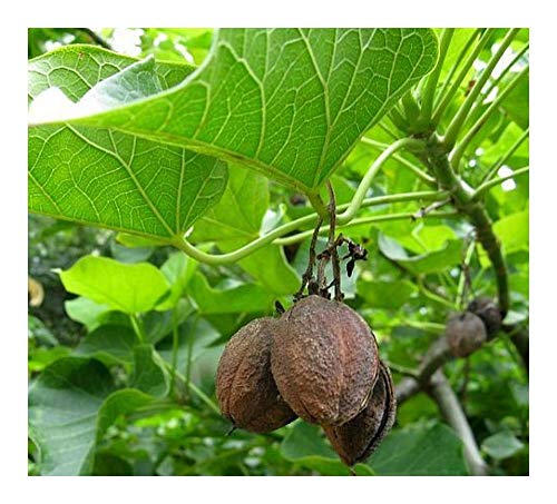 Jatropha curcas - Purgier Nuss - 5 Samen von Exotic Plants