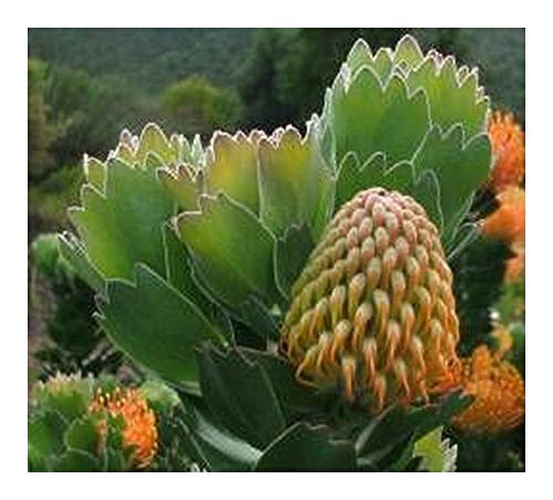 Leucospermum patersonii - Nadelkissen - Protea - 5 Samen von Exotic Plants