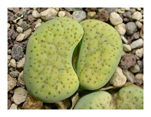 Lithops fulviceps var aurea - lebender Stein - Mesembs - C363-10 Samen von Exotic Plants