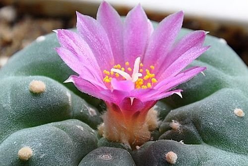 Lophophora fricii - Peyote - San Pedro - 10 Samen von Exotic Plants