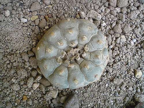 Lophophora williamsii v Durango - Peyote - 3 Samen von Exotic Plants