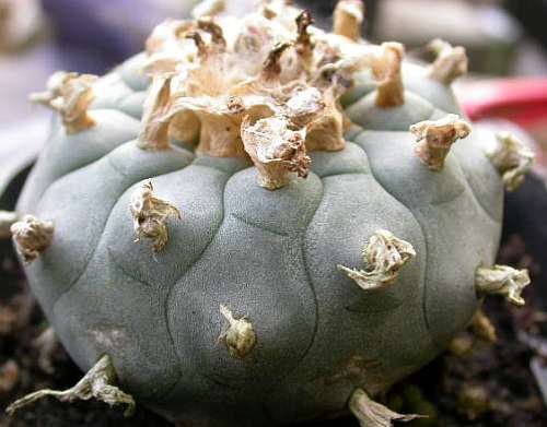 Lophophora williamsii v San Pablo Nuevo Leon - Peyote - 10 Samen von Exotic Plants