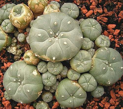 Lophophora williamsii v Villa Arista - Peyote - 10 Samen von Exotic Plants