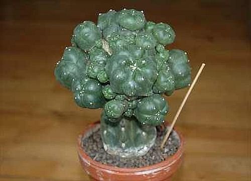 Lophophora williamsii v. caespitosa - Peyote - San Pedro - 3 Samen von Exotic Plants