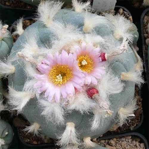 Lophophora williamsii v. decipiens - Peyote - San Pedro - 15 Samen von Exotic Plants