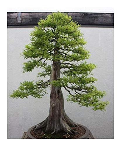 Metasequoia glyptostroboides - Urweltmammutbaum - Bonsai - 20 Samen von Exotic Plants