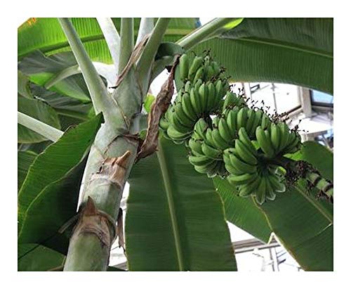 Musa acuminata - Zwergbananenstaude - 5 Samen von Exotic Plants