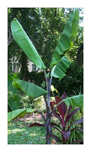 Musa balbisiana atia black - Winterharte Banane - 5 Samen von Exotic Plants