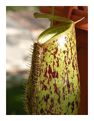 Nepenthes ampullaria brown speckle green lips – 5 Samen von Exotic Plants