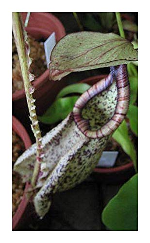 Nepenthes rafflesiana black speckle var. alata – 5 Samen von Exotic Plants