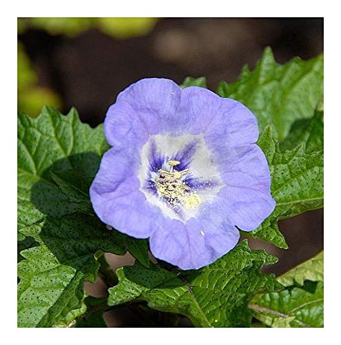 Nicandra physalodes - blaue Lampionblume - Giftbeere - 10 Samen von Exotic Plants