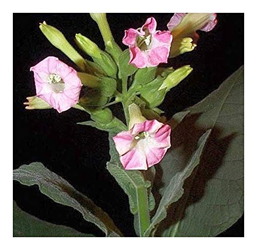 Nicotiana tabacum - Virginischer Tabak - 20 Samen von Exotic Plants