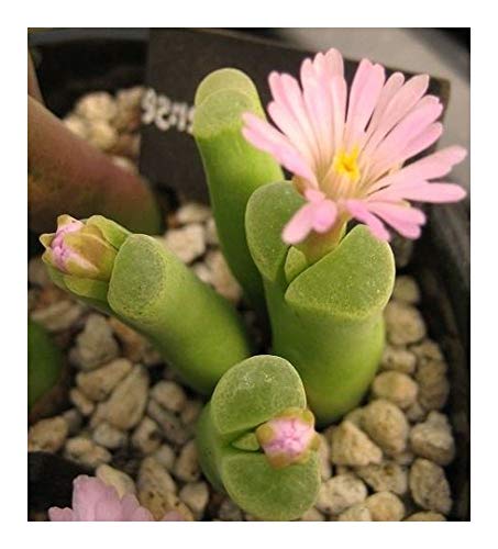 Ophthalmophyllum haramoepense - syn: Conophytum haramoepense - 10 Samen von Exotic Plants