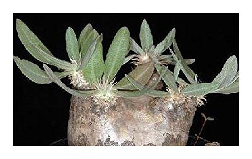 Pachypodium eburneum - Caudexpflanze - 5 Samen von Exotic Plants