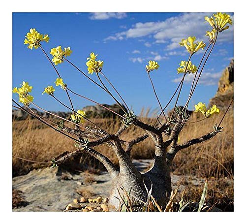 Pachypodium rosulatum var. gracilis - Madagaskarpalme - 3 Samen von Exotic Plants