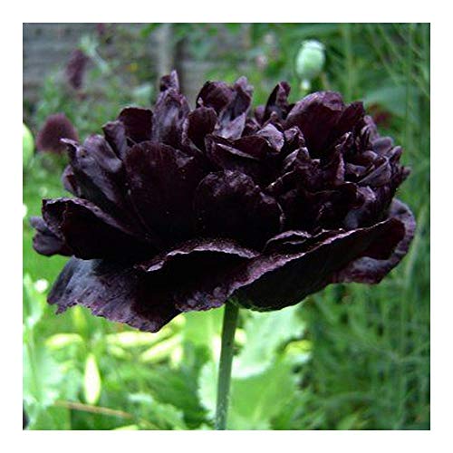 Papaver paeoniflorum Black Peony - Schwarzer Mohn - 20 Samen von Exotic Plants