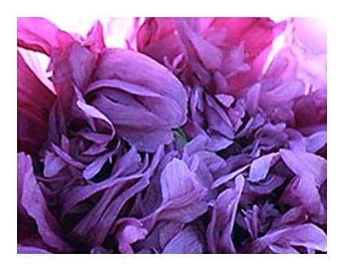 Papaver paeoniflorum Lilac Pompom - Mohn Lilac Pompom - 20 Samen von Exotic Plants