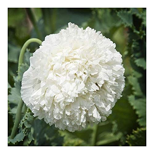 Papaver paeoniflorum White Cloud - Mohnblume White Cloud - 20 Samen von Exotic Plants