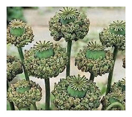 Exotic Plants Papaver somniferum Hens and Chicks - Schlafmohn - 50 Samen von Exotic Plants