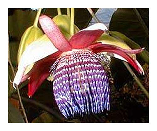 Passiflora ambigua - Passionsblume - 5 Samen von Exotic Plants