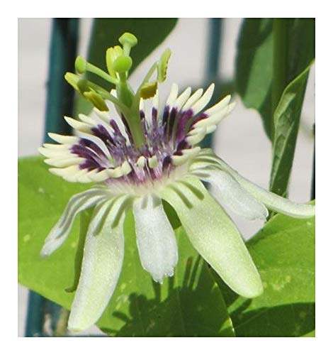 Passiflora colinvauxii - Passionsblume - 5 Samen von Exotic Plants