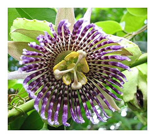 Passiflora ligularis - Süße Granadilla - Grenadilla - 10 Samen von Exotic Plants