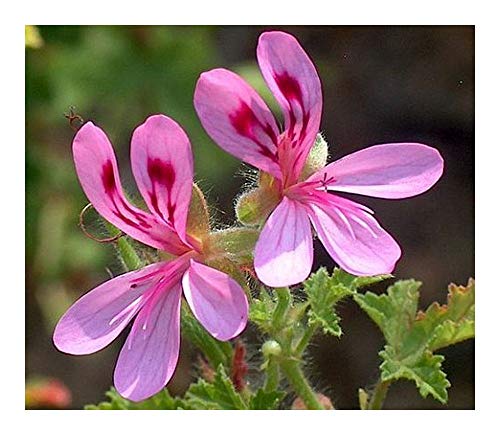 Pelargonium glutinosum - Duftpelargonie - 5 Samen von Exotic Plants