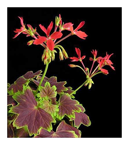 Pelargonium zonale - Hufeisen Pelargonium - 5 Samen von Exotic Plants