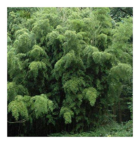 Phyllostachys heteroclada - Wasser Bambus - 100 Samen von Exotic Plants