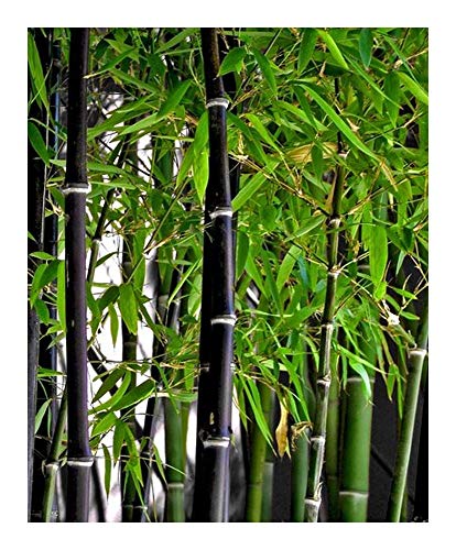 Phyllostachys nigra - Schwarzrohrbambus - schwarzer Bambus - 10 Samen von Exotic Plants