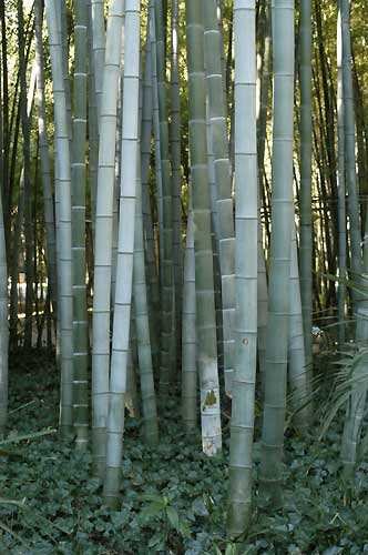 Phyllostachys pubescens - Moso Bambus - 10 Samen von Exotic Plants