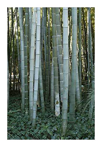 Phyllostachys pubescens - Moso Bambus - 10 Samen von Exotic Plants