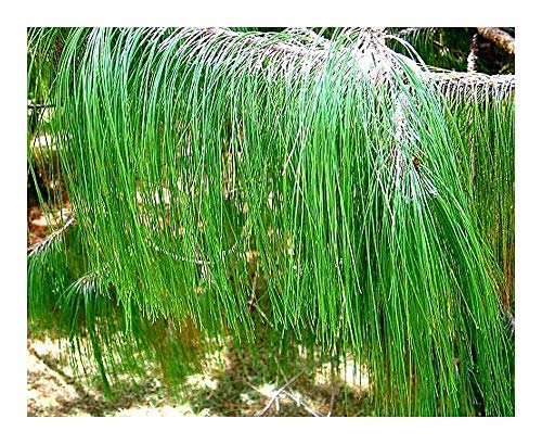 Pinus patula - Mexikanische Pinie - Bonsai geeignet - 10 Samen von Exotic Plants