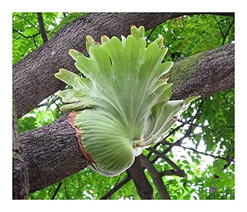 Platycerium coronarium - Geweihfarn - 100 Samen von Exotic Plants