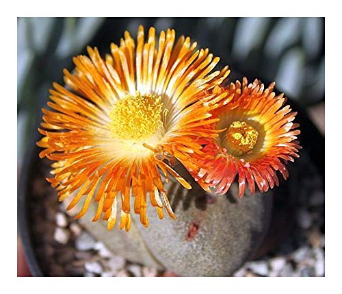 Pleiospilos nelii - lebender Granit - 10 Samen von Exotic Plants