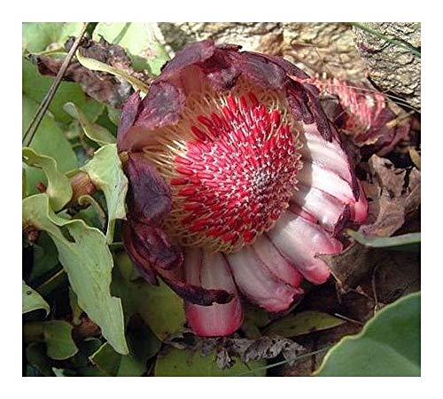 Protea amplexicaulis - Zuckerbusch - 4 Samen von Exotic Plants