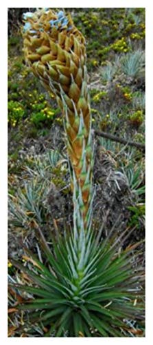 Puya dasylirioides - Bromelie - 10 Samen von Exotic Plants