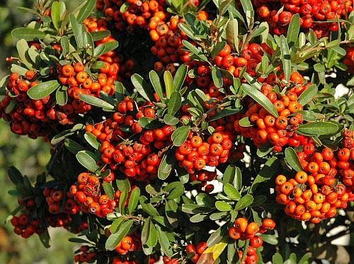 Pyracantha coccinea - Mittelmeer-Feuerdorn - 10 Samen von Exotic Plants