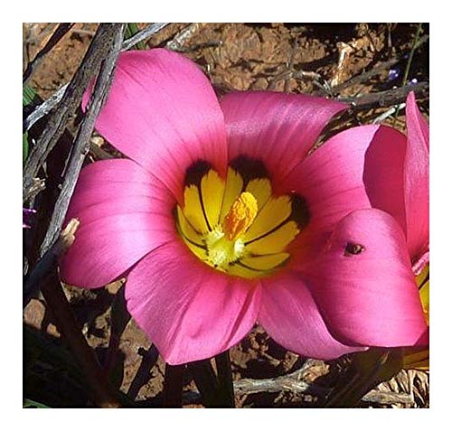 Romulea subfistulosa - Romulea - 10 Samen von Exotic Plants