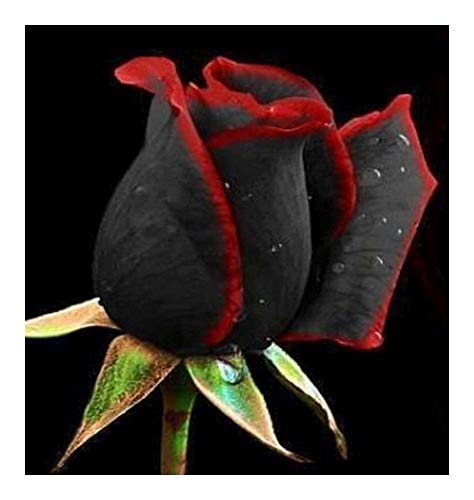 Rose black red edge - Rose schwarz roter Rand - 10 Samen von Exotic Plants